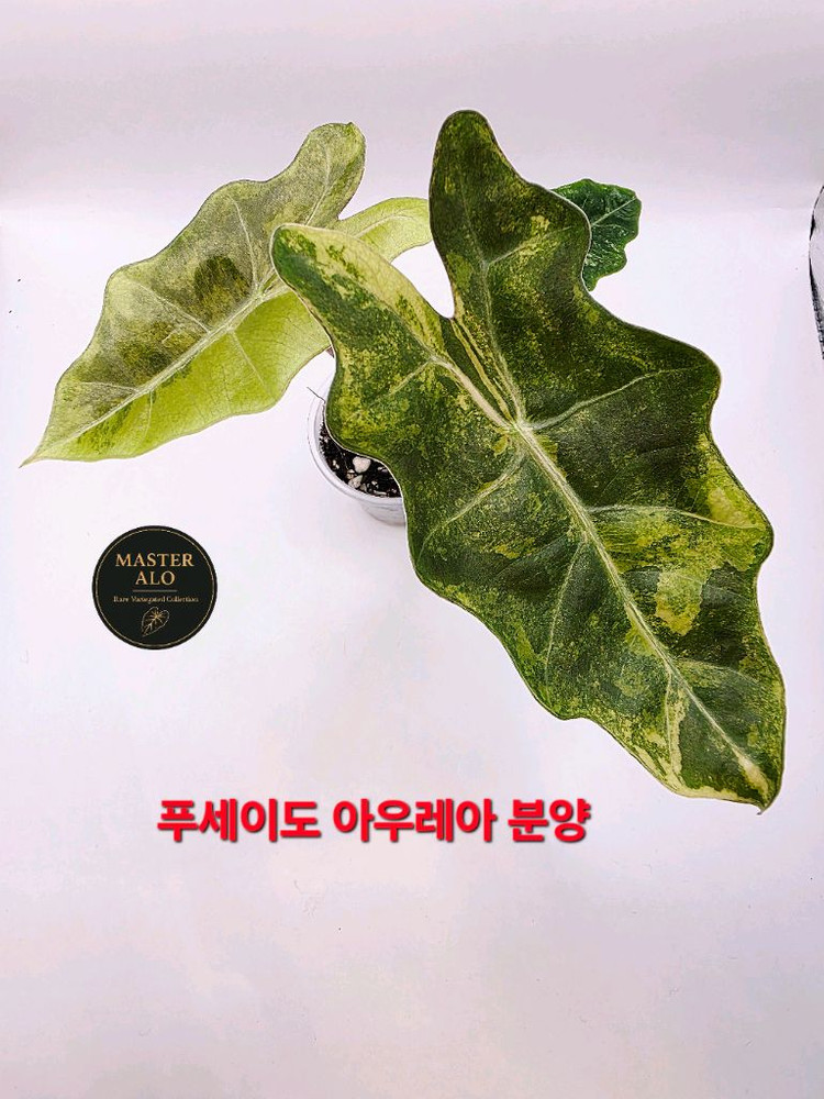 SS급 알로카시아 푸세이도 산데리아나 아우레아 분양--3