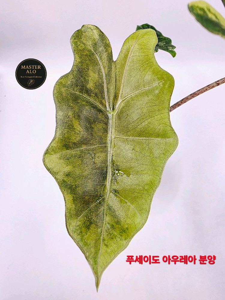 SS급 알로카시아 푸세이도 산데리아나 아우레아 분양--4