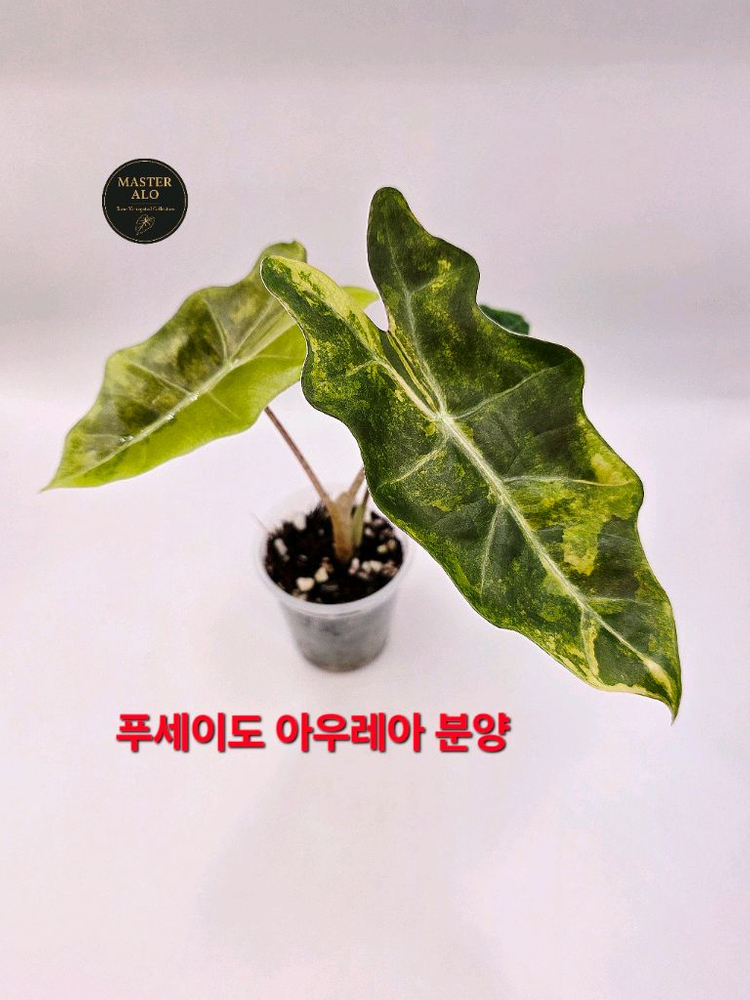 SS급 알로카시아 푸세이도 산데리아나 아우레아 분양--5