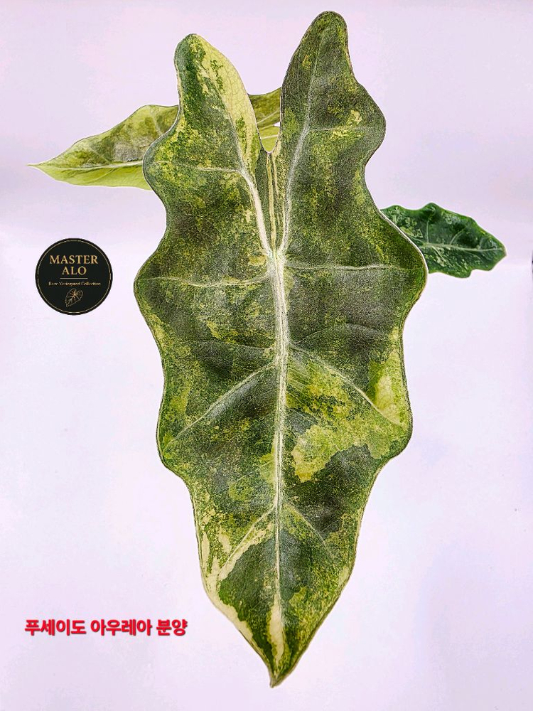 SS급 알로카시아 푸세이도 산데리아나 아우레아 분양--6