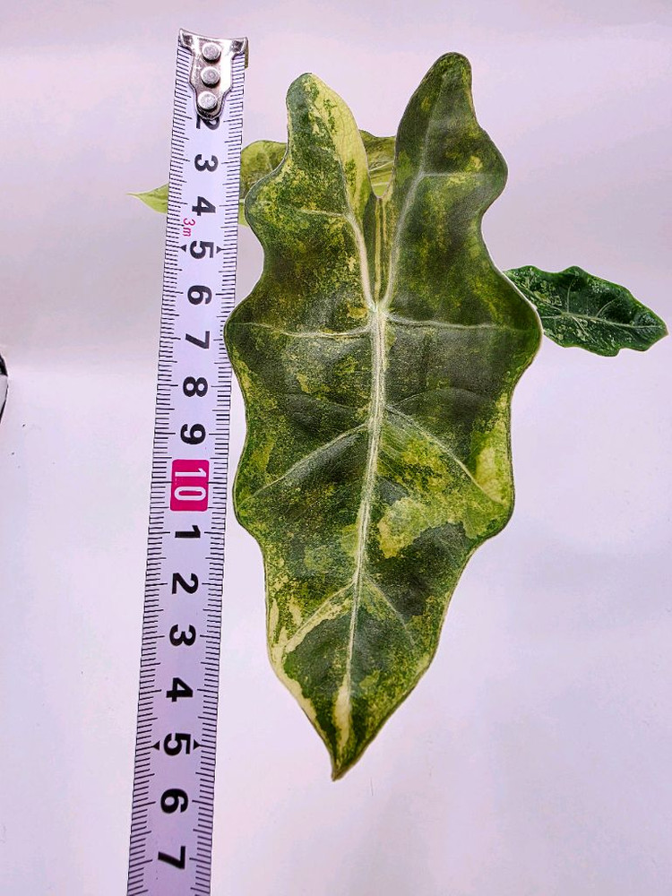 SS급 알로카시아 푸세이도 산데리아나 아우레아 분양--7