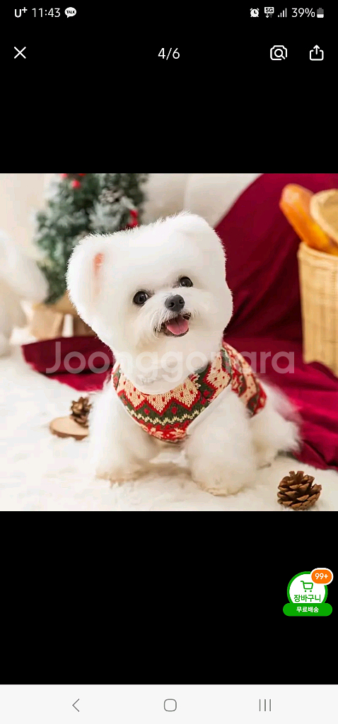 새상품 강아지 크리스마스 니트 상의--2