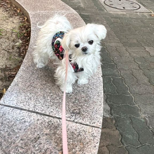 새상품 촌캉스 강아지 고양이 할머니 김장 조끼