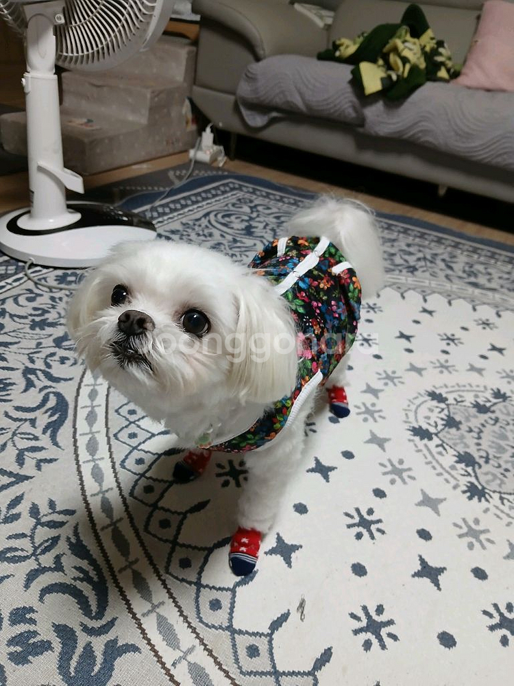 새상품 촌캉스 강아지 고양이 할머니 김장 조끼--1