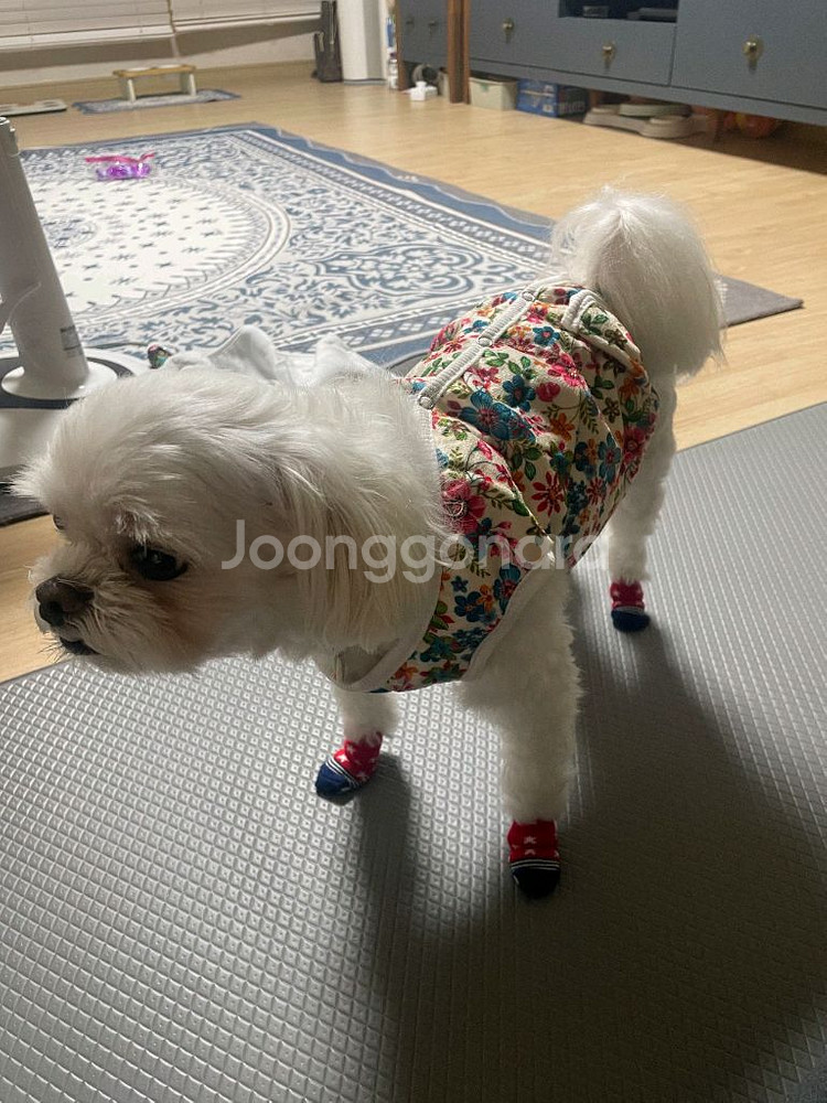 새상품 촌캉스 강아지 고양이 할머니 김장 조끼--2