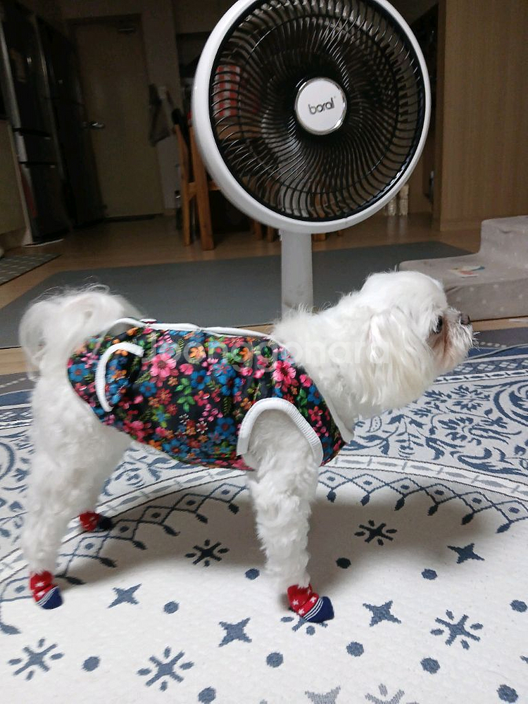 새상품 촌캉스 강아지 고양이 할머니 김장 조끼--3