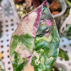 알로카시아 플럼배 니그라 바리에가타 택포