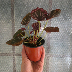 베고니아 캔디스트라이프 개체수나누지않았습니다