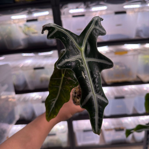 알로카시아 노빌리스 화이트 바리에가타