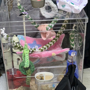 피그미다람쥐, 용품 일괄 이미지