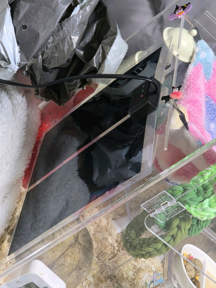 피그미다람쥐, 용품 일괄 이미지