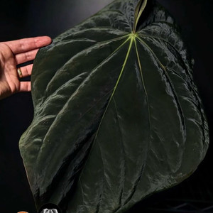 안스리움 안톨라키(BVEP) Felix 클론