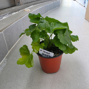 제라늄 다이아하얀목련