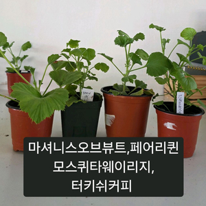 리갈제라늄 4종세트