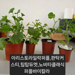 리갈제라늄 4종세트