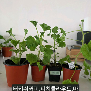 리갈제라늄 4종세트