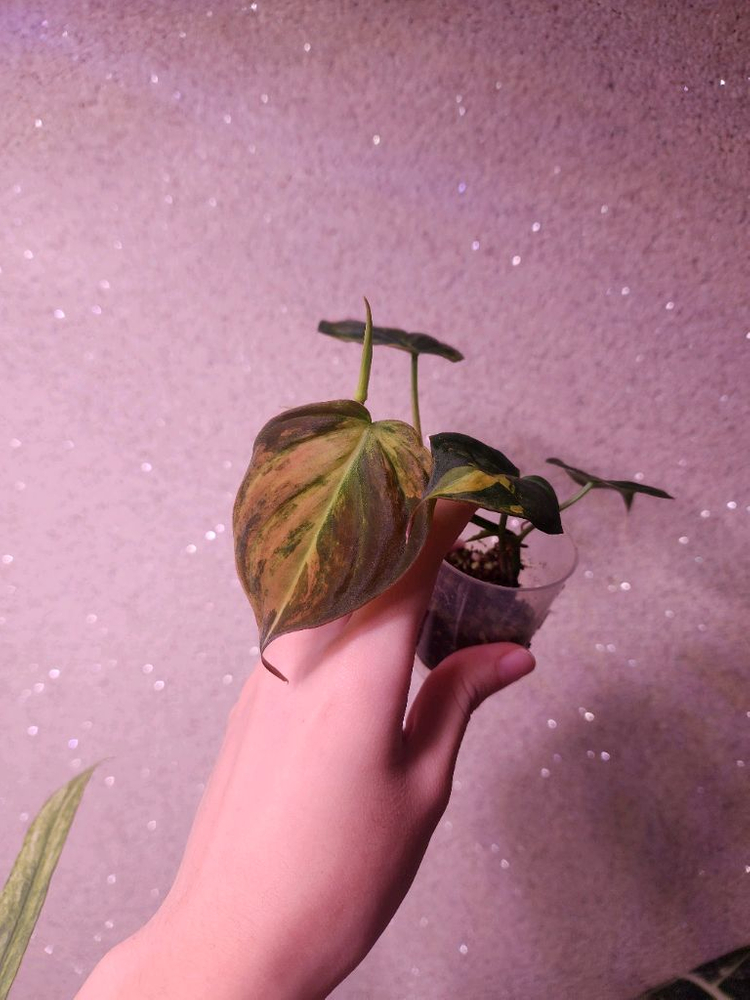 필로덴드론 미칸 핑크바리에가타--1