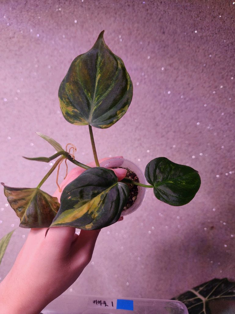 필로덴드론 미칸 핑크바리에가타--2