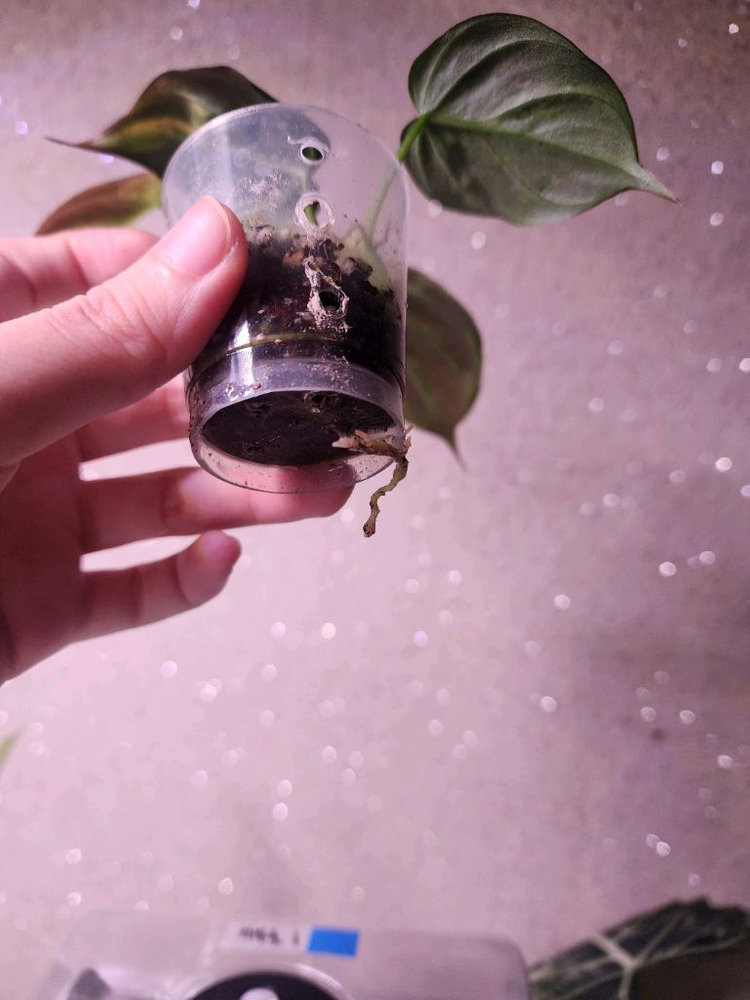 필로덴드론 미칸 핑크바리에가타--3