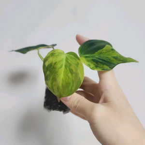 필로덴드론 미칸 핑크 바리에가타