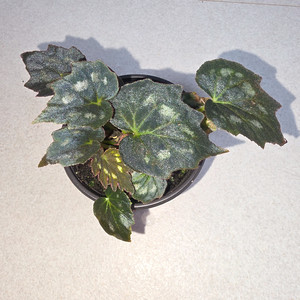 베고니아 팔마타 개체수나누지않았습니다