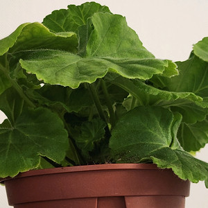 그라찌아푸드라제라늄