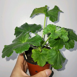 에릭 드레곤앤로즈 중국제라늄(러시아제라늄x)3.9