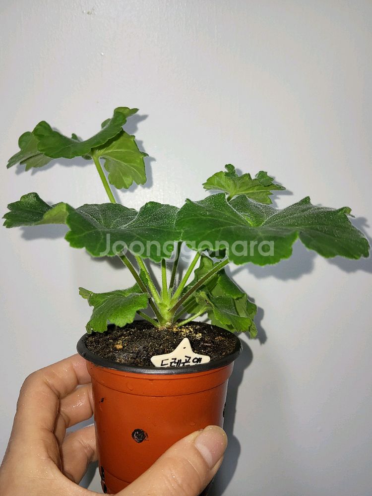 에릭 드레곤앤로즈 중국제라늄(러시아제라늄x)3.9--1