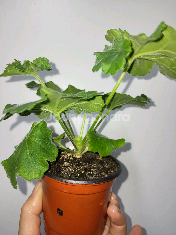 에릭 드레곤앤로즈 중국제라늄(러시아제라늄x)3.9--2