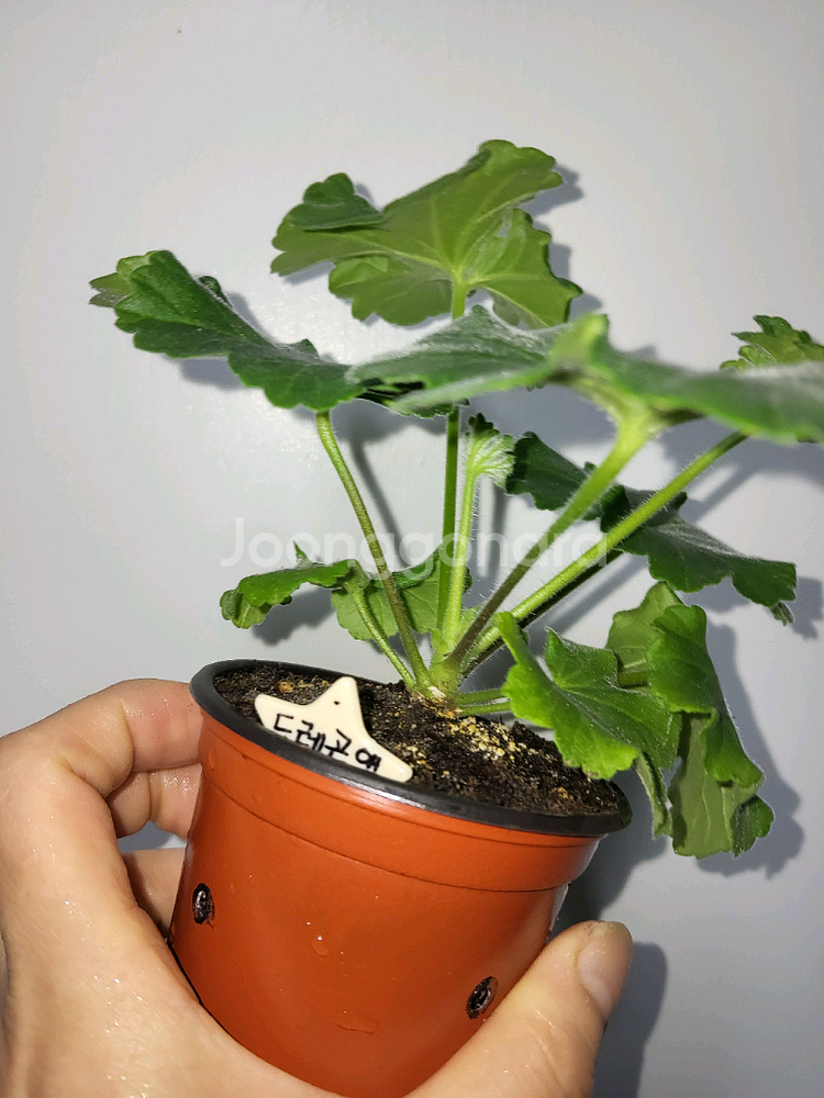 에릭 드레곤앤로즈 중국제라늄(러시아제라늄x)3.9--3