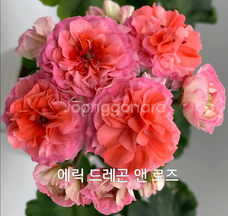 에릭 드레곤앤로즈 중국제라늄(러시아제라늄x)3.9--4