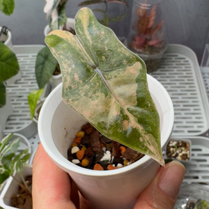 알로카시아 산데리아나 푸세이도 옐로우 자구묘 무천이들