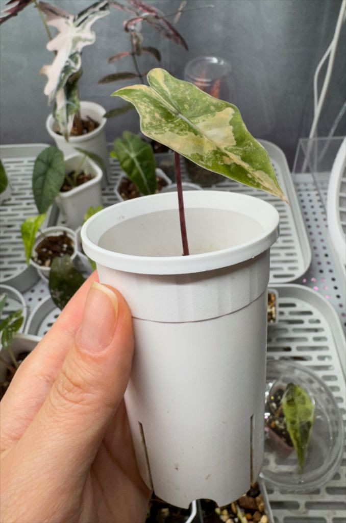 알로카시아 산데리아나 푸세이도 옐로우 자구묘 무천이들--1