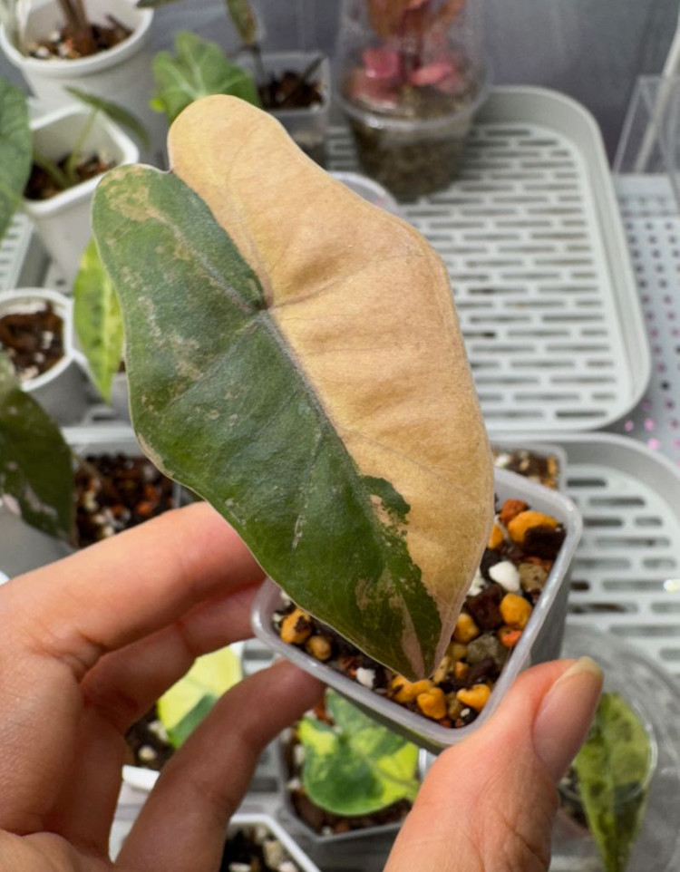 알로카시아 산데리아나 푸세이도 옐로우 자구묘 무천이들--2