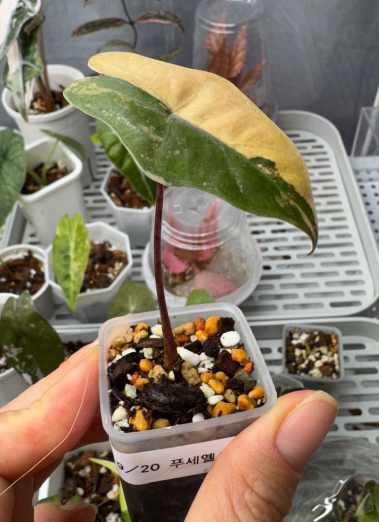 알로카시아 산데리아나 푸세이도 옐로우 자구묘 무천이들--3