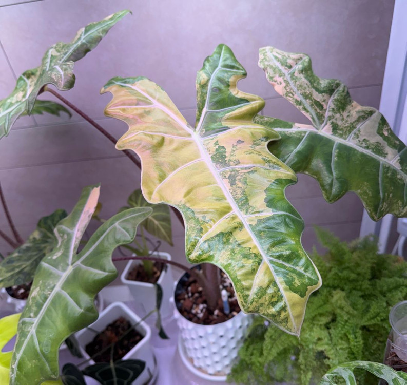 알로카시아 산데리아나 푸세이도 옐로우 자구묘 무천이들--4