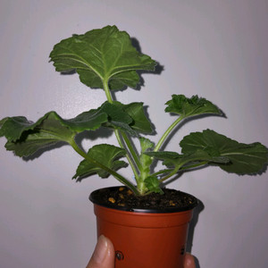 UV 25.20 러시아제라늄 1.0