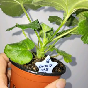 심레이디카프리스 러시아제라늄2.5