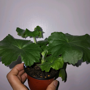 심카리스마 러시아제라늄1.8