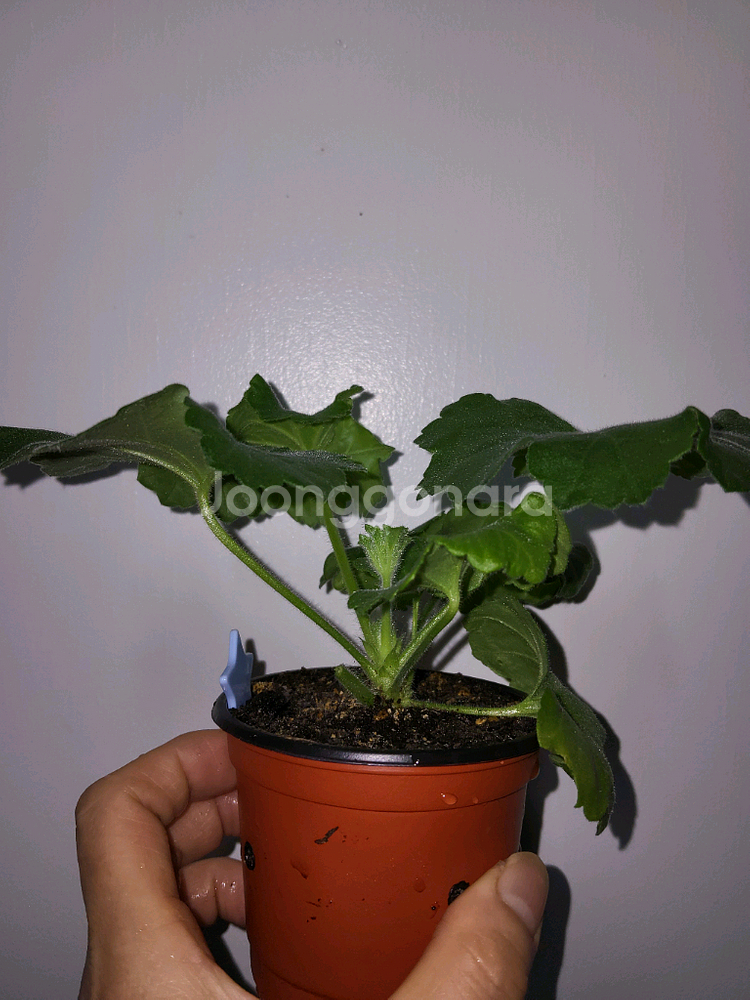 심카리스마 러시아제라늄1.8--1