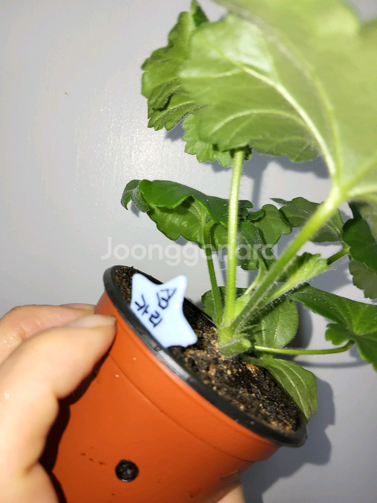 심카리스마 러시아제라늄1.8--3