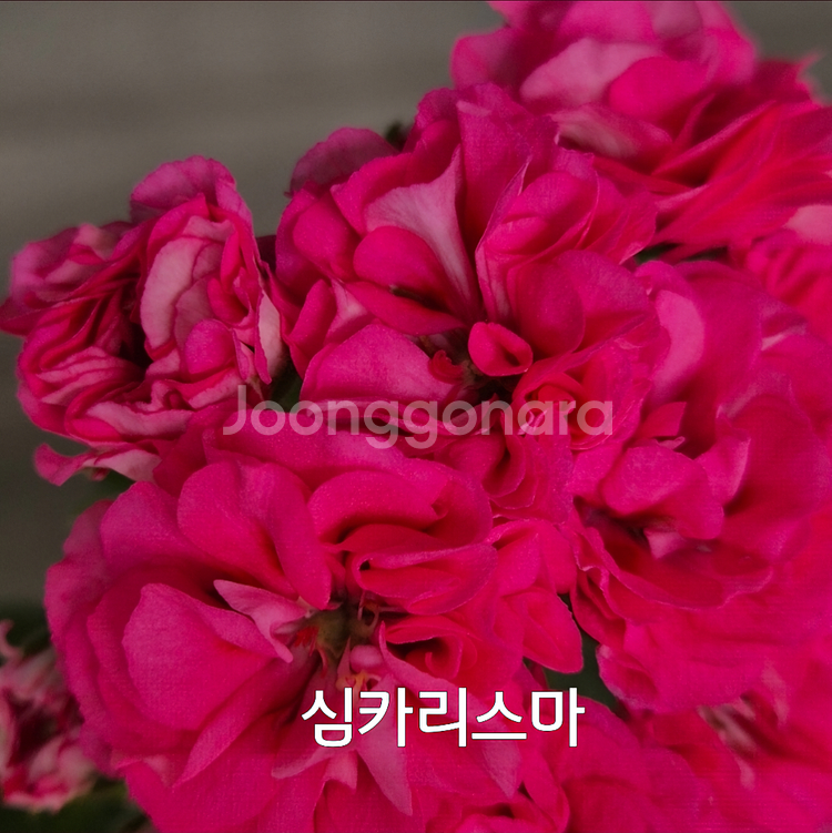 심카리스마 러시아제라늄1.8--4