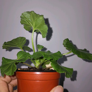 IV차밍보르도 러시아제라늄2.5