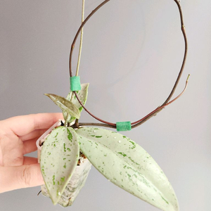 호야 푸비칼릭스 핑크 실버 고스트