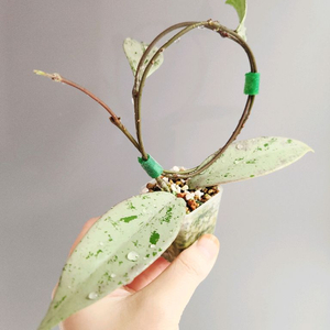 호야 푸비칼릭스 핑크 실버 고스트