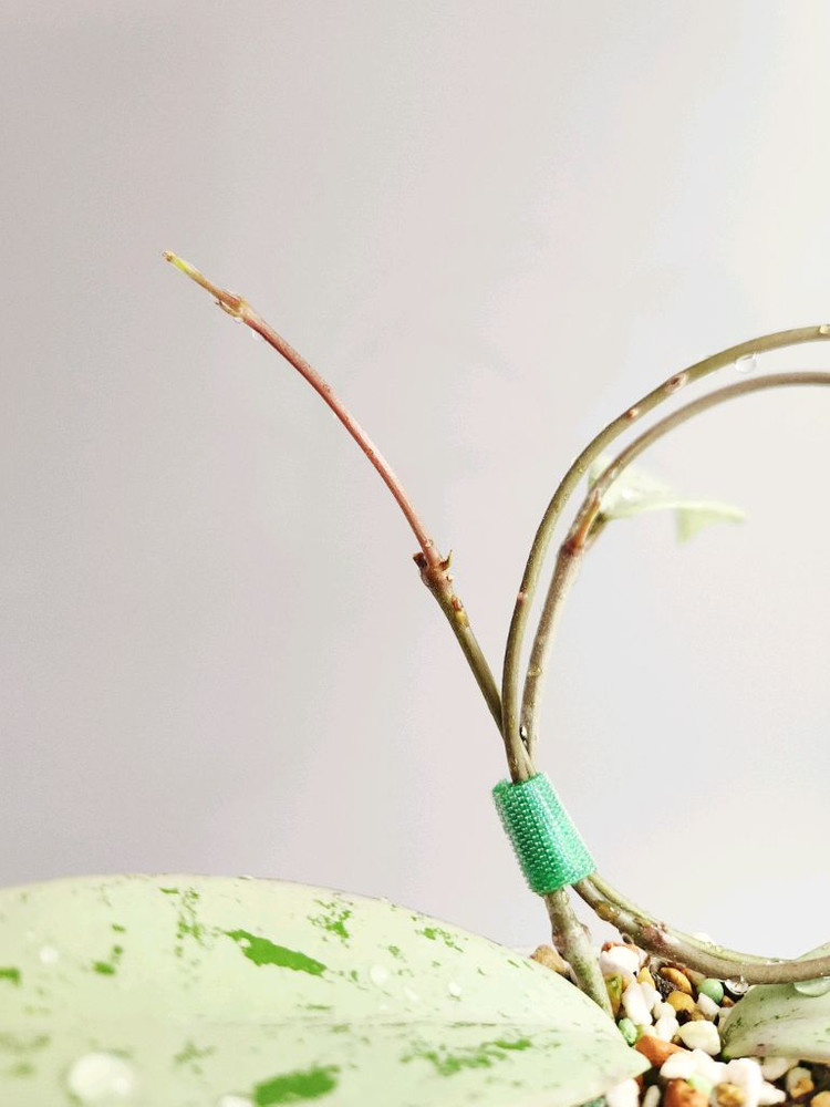 호야 푸비칼릭스 핑크 실버 고스트--1