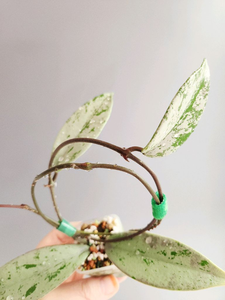 호야 푸비칼릭스 핑크 실버 고스트--2