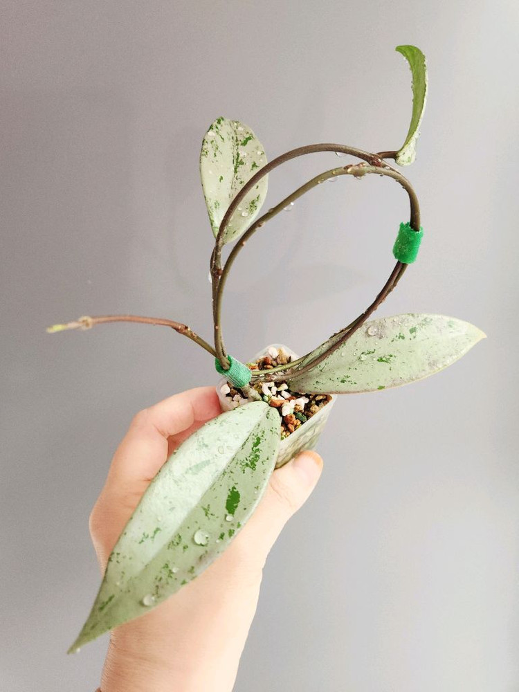 호야 푸비칼릭스 핑크 실버 고스트--3