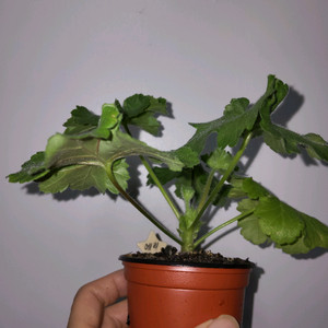 에릭 사자자리성운(레오성운,중국,러시아 제라늄x)6.9