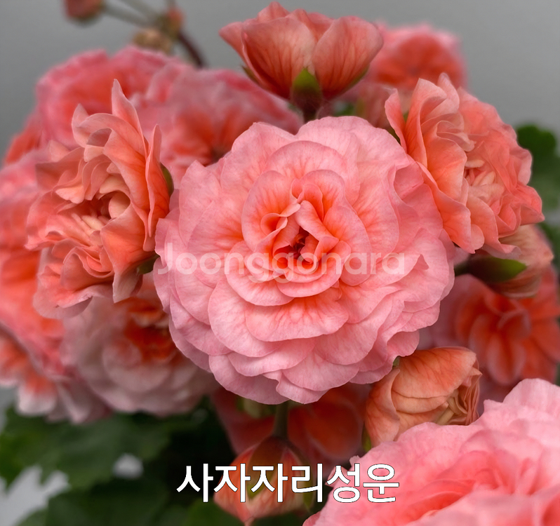 에릭 사자자리성운(레오성운,중국,러시아 제라늄x)6.9--3